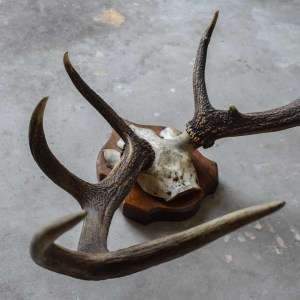 antique-vintage-30s-red-deer-antlers-trophy-taxidermy-mount-wooden-shield-cabin-ranch-lodge-decor-stag-curiosities-oddities (13)