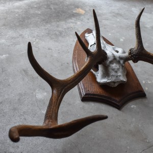 antique-vintage-30s-red-deer-antlers-trophy-taxidermy-mount-wooden-shield-cabin-ranch-lodge-decor-stag-curiosities-oddities (24)