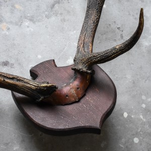 antique-vintage-30s-red-deer-antlers-trophy-taxidermy-mount-wooden-shield-cabin-ranch-lodge-decor-stag-curiosities-oddities (28) Antique Vintage 30's Red Deer Antlers Trophy Hunting Taxidermy Mount Ranch Cabib Lodge Decor Curiosity Fireplace