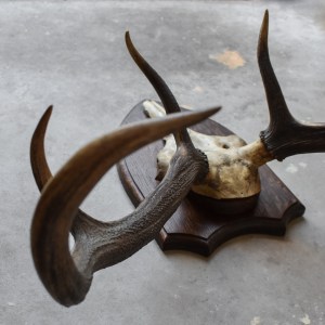 antique-vintage-30s-red-deer-antlers-trophy-taxidermy-mount-wooden-shield-cabin-ranch-lodge-decor-stag-curiosities-oddities (6)