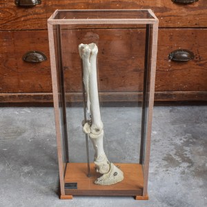 vintage-70s-veterinarian-biology-zoology-specimen-school-display-case-model-taxidermy-curiosity-oddity-collection-decor (2)