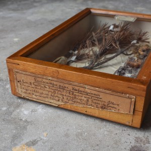 antique-vintage-30s-entomology-display-case-shadow-box-vitrine-bugs-caterpillar-curiosity-oddity-taxidermy-collection-decor (9)