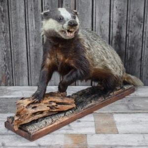 Vintage 60's European Badger Full Body Mount Taxidermy Curiosity Oddity Cabin Lodge Ranch Decor Collection Man Cave