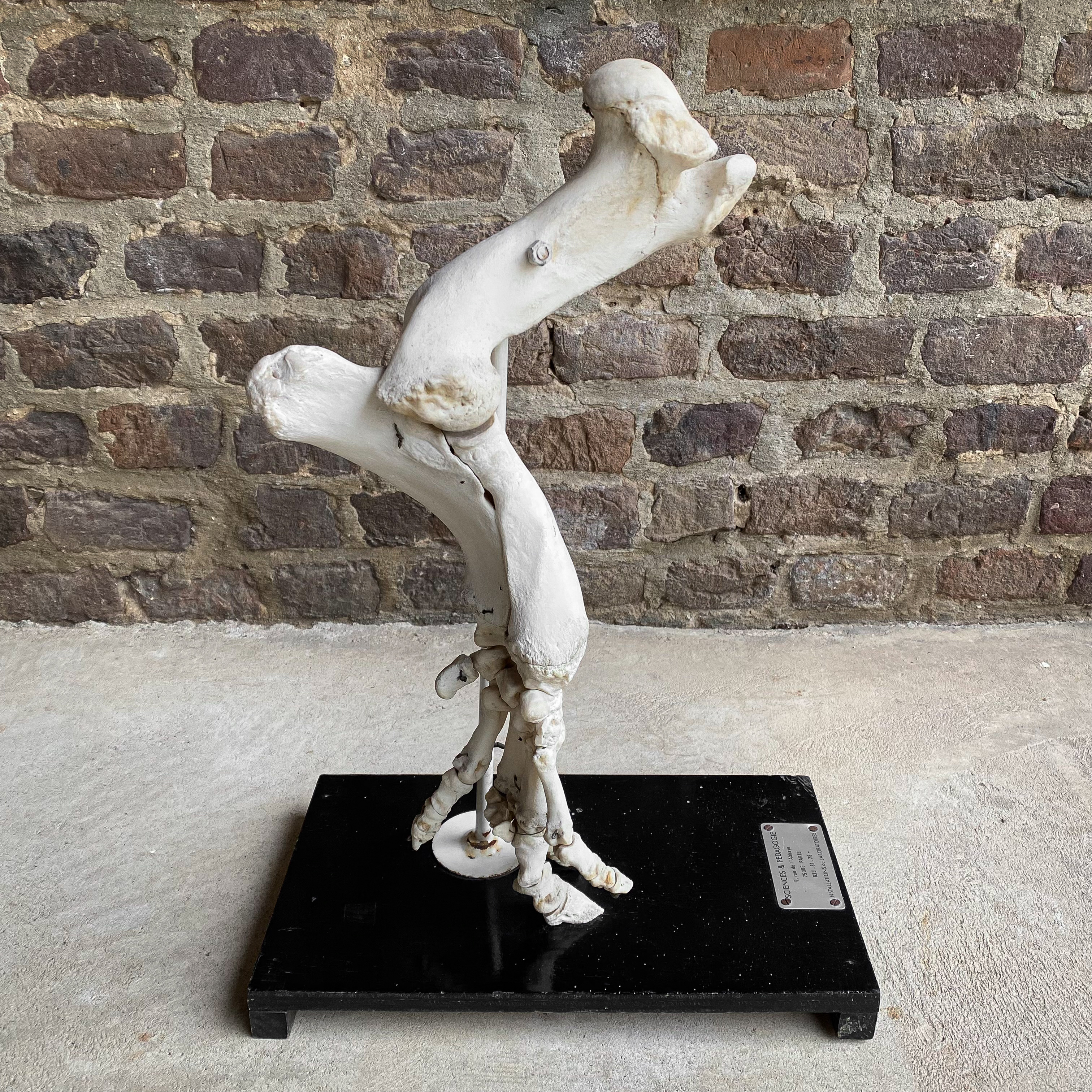 vintage-60s-1960s-french-paris-osteology-biology-zoology-pig-leg-bones-taxidermy-curiosities-display-decor-collection-roots-revived (2)