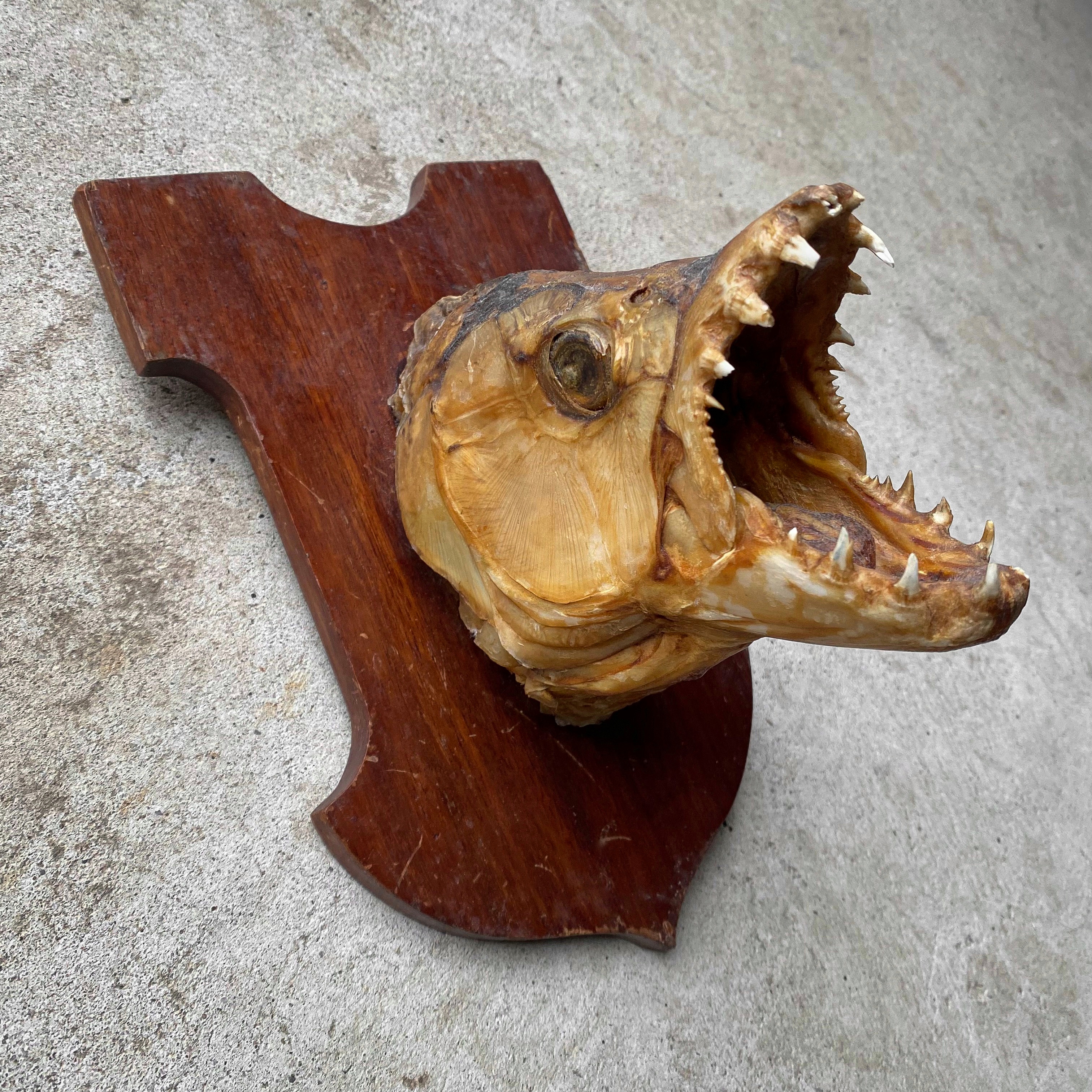 vintage-60s-1960s-taxidermy-goliath-tigerfish-head-mount-fishing-trophy-decor-curiosity-oddity-collection-gift (6)