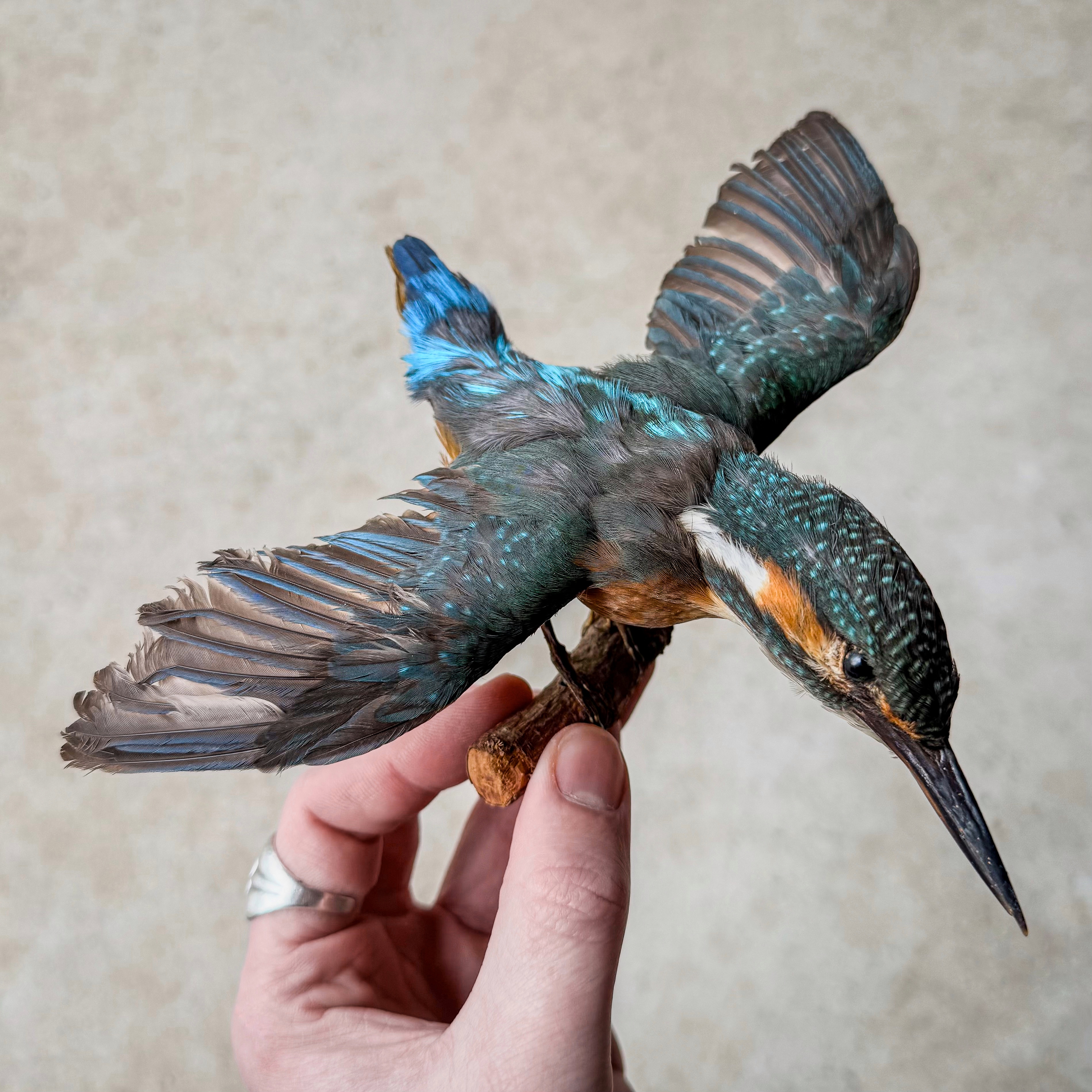 vintage-50s-1950s-german-king-fisher-ijsvogel-taxidermy-opgezet-curiosity-collection-decor-gift (7) Vintage 50s 1950s German Taxidermy King Fisher Bird Mount Curiosity Collection Decor Gift