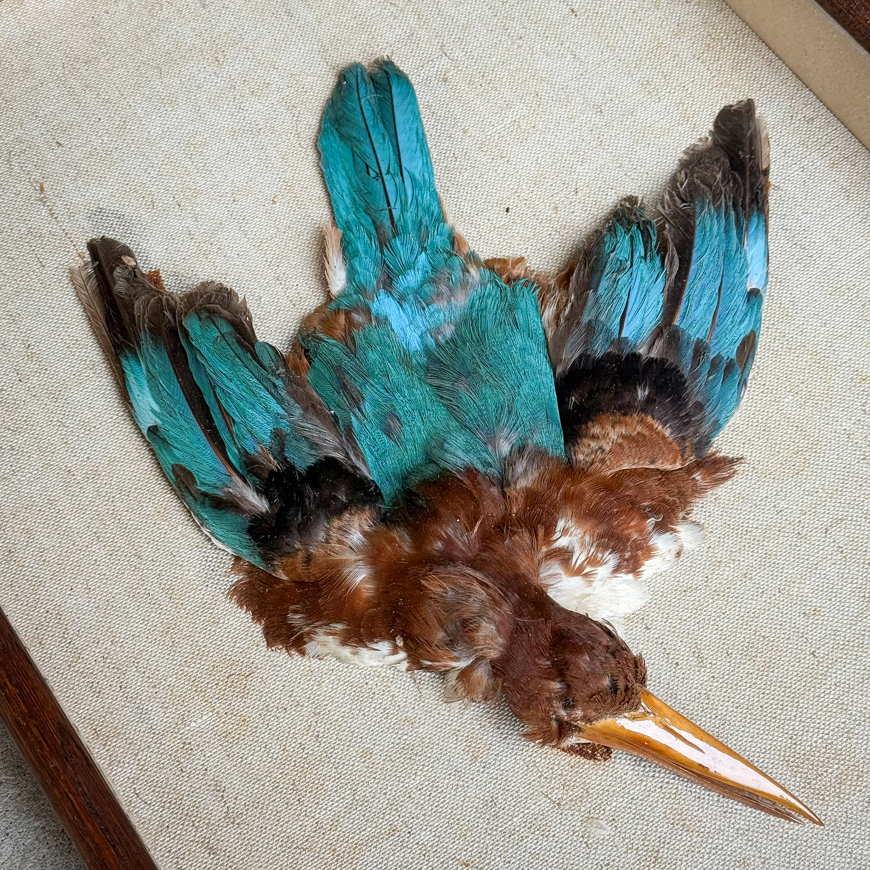 antique-early-1900s-victorian-taxidermy-white-breasted-kingfisher-halcyon-smyrnensis-display-frame-curiosity-oddity-collection-decor-gift (4)