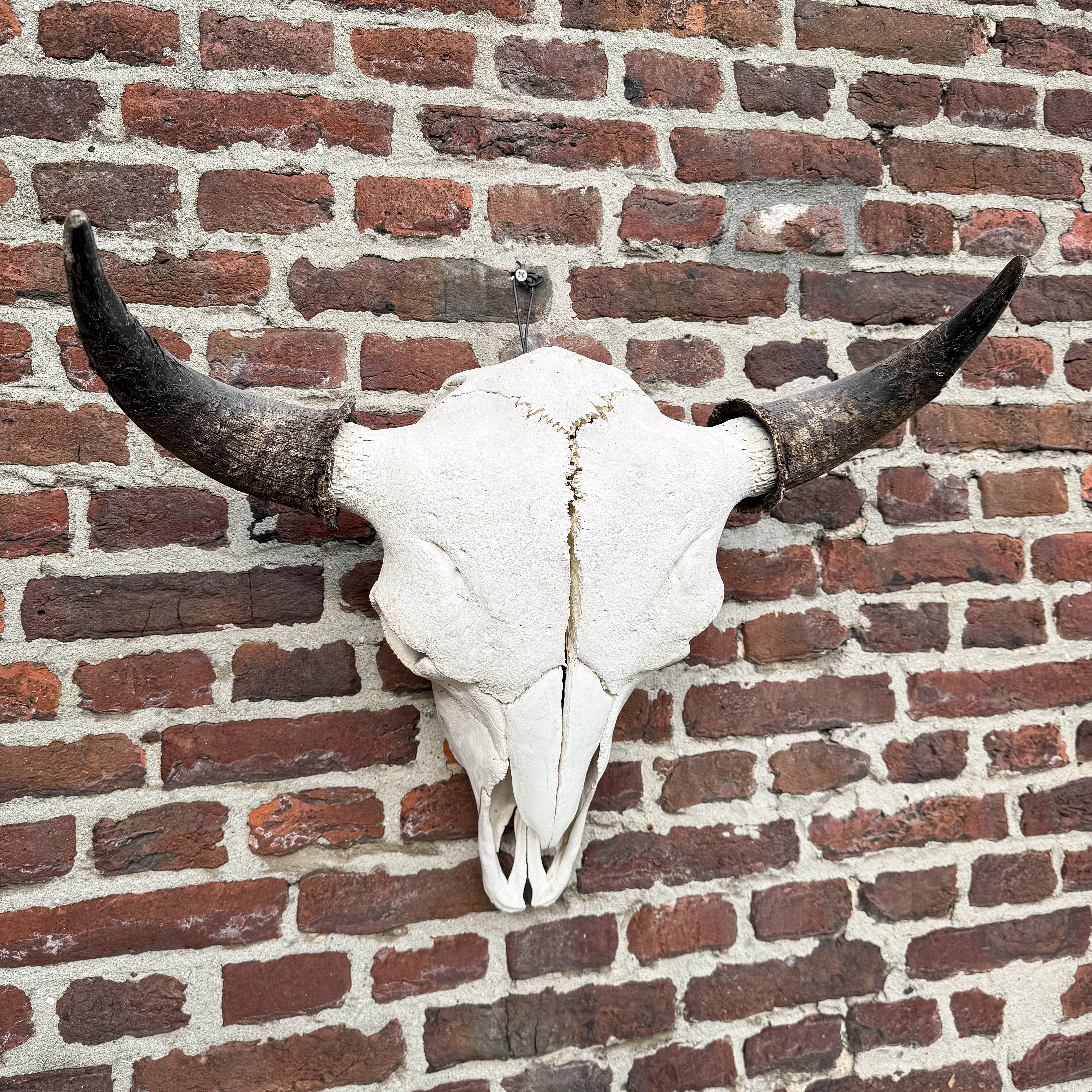 vintage-80s-bison-buffalo-skull-american-montana-curiosity-western-decor-horns-gift (25)