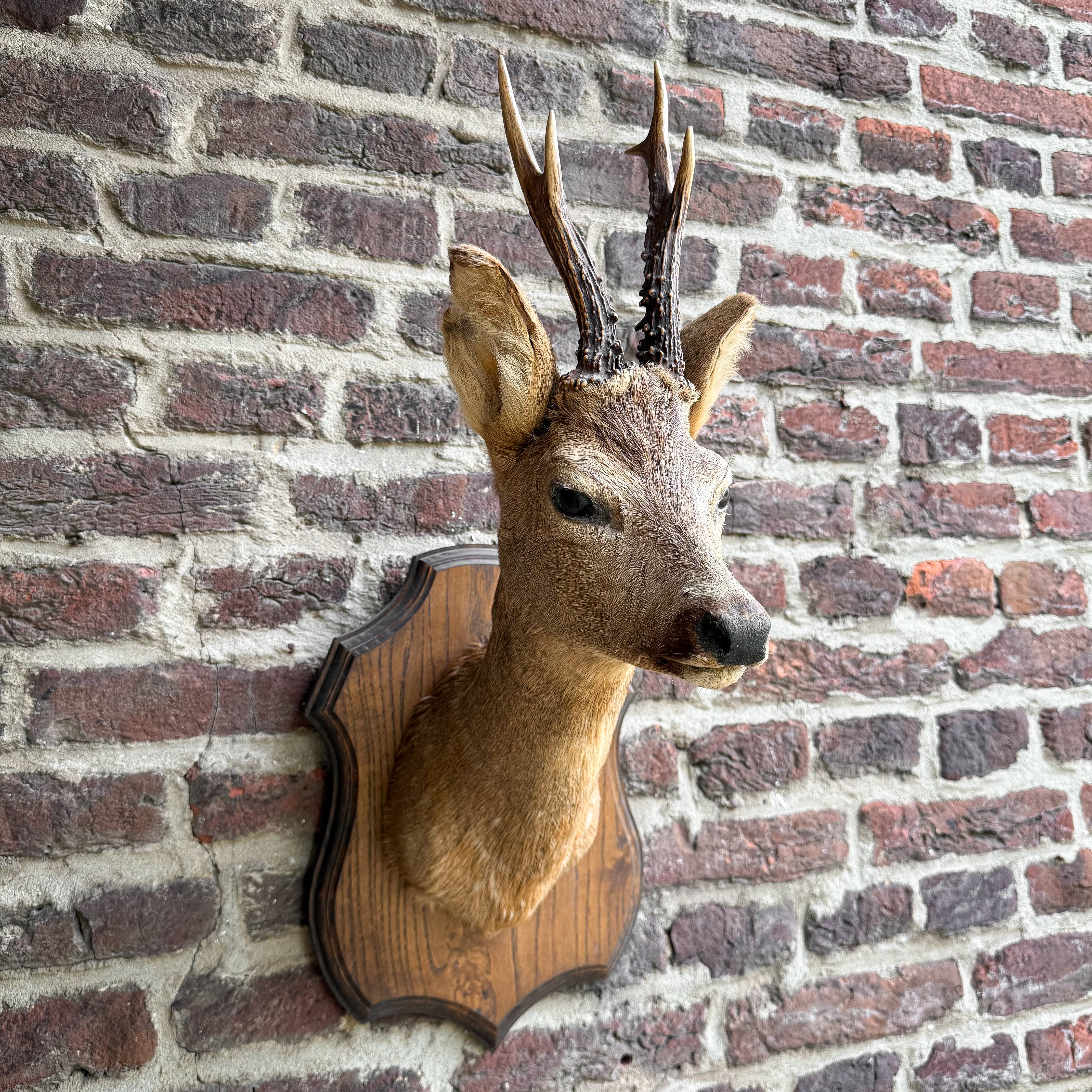 vintage-german-roe-deer-head-mount-taxidermy-hunting-trophy-decor-collection-curiosity-gift-antlers (9)