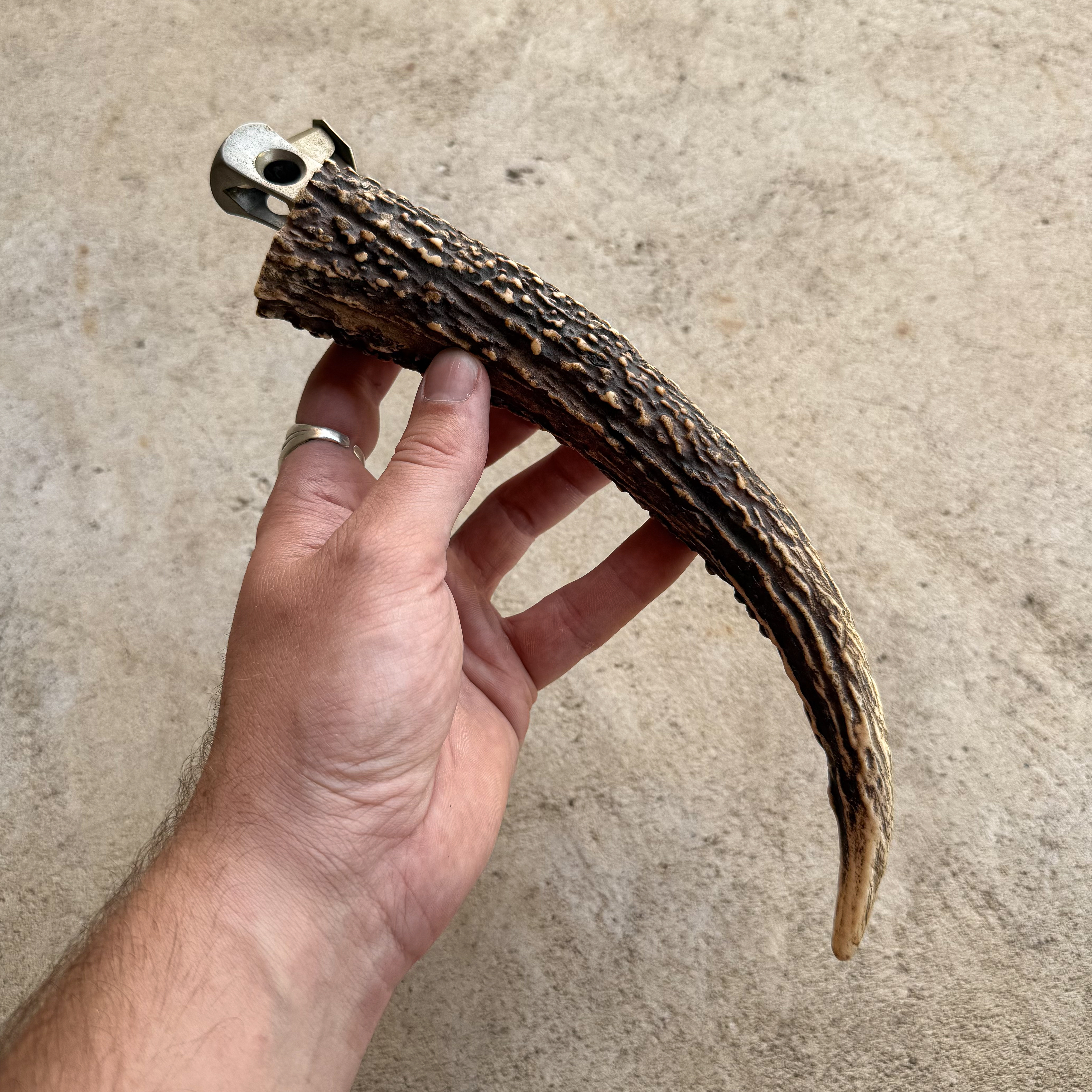 Antique Vintage 30s 1930s German Stag Horn Antler Hanlde Cigar Cutter Curiosity Gift Collection
